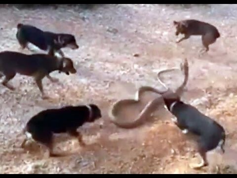 Схватку гигантской кобры со стаей собак сняли на видео в Таиланде 