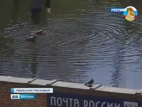 На крыше почтового отделения в Москве появилось озеро с утками 