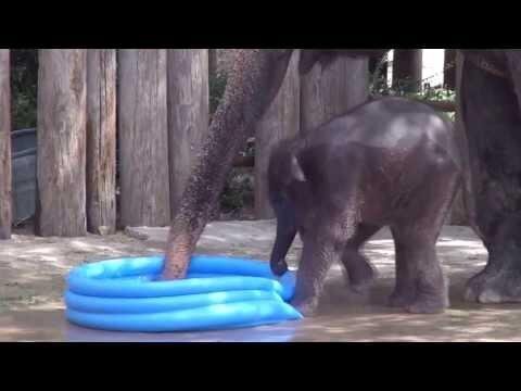Слонята и бассейн 