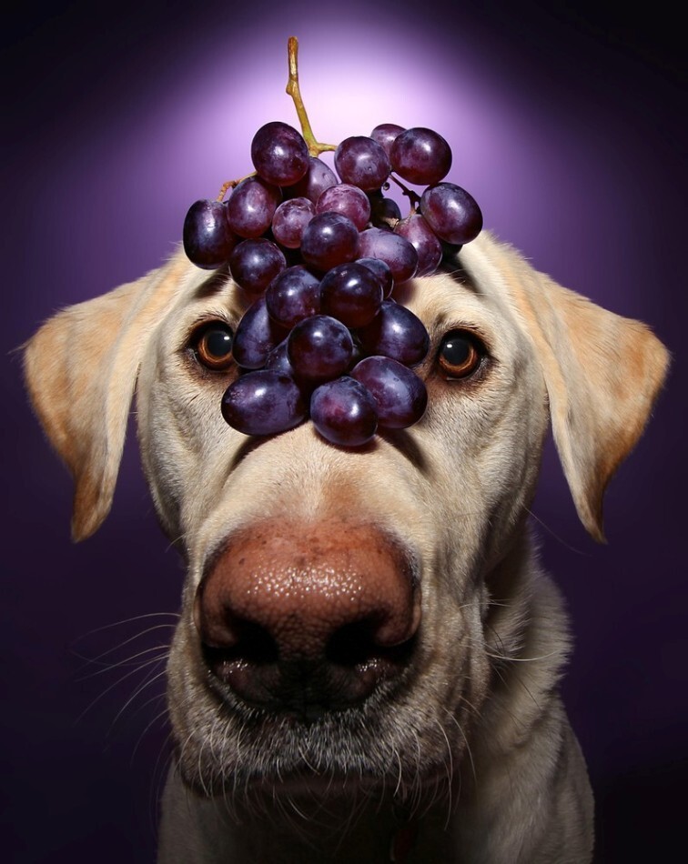 Верный пес Уинстон терпеливо позирует для создания его портрета с виноградом на голове.