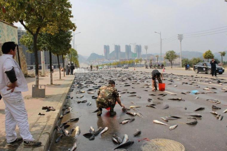 Как в Китае рыбу спасали