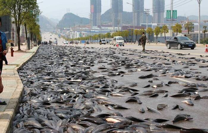 Как в Китае рыбу спасали