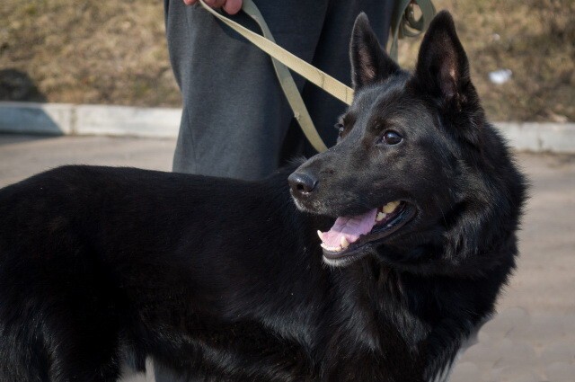 Брошенный слепой пес из Твери нашел семью в Смоленске