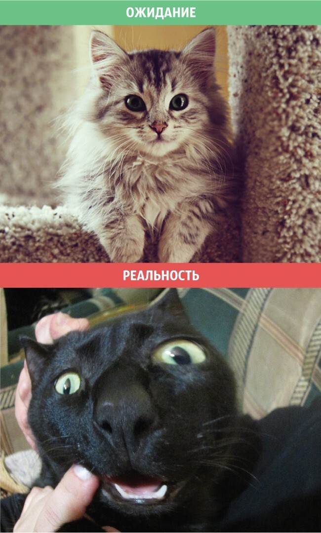 Коты: ожидания и реальность