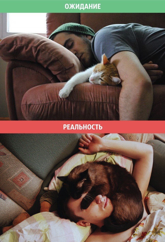 Коты: ожидания и реальность