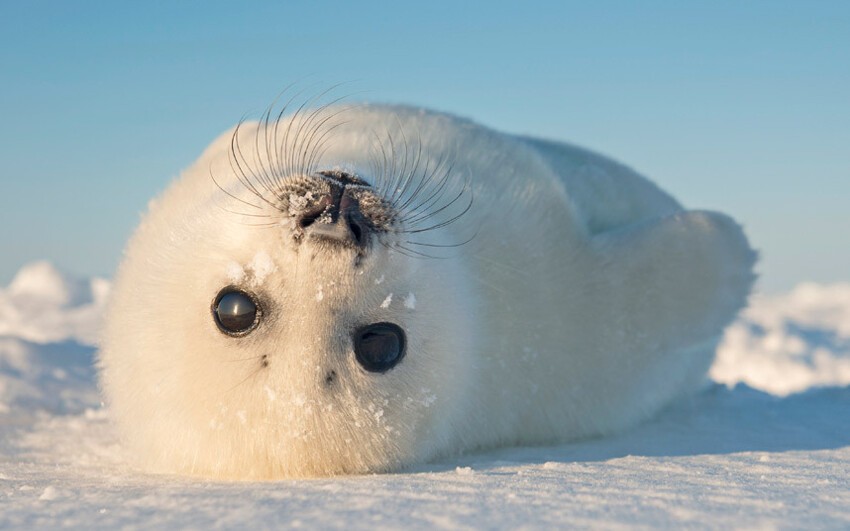 Очаровательный тюлень