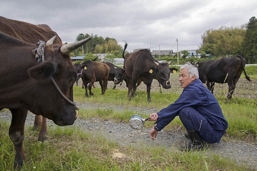 Мацумура обнаружил тысячи коров, умерших в закрытых амбарах 