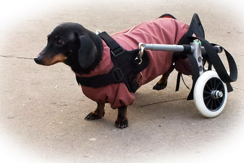 Инвалидная коляска для таксы