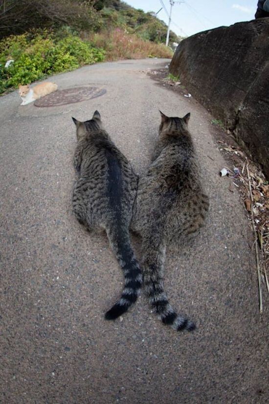 Остров кошек в Японии