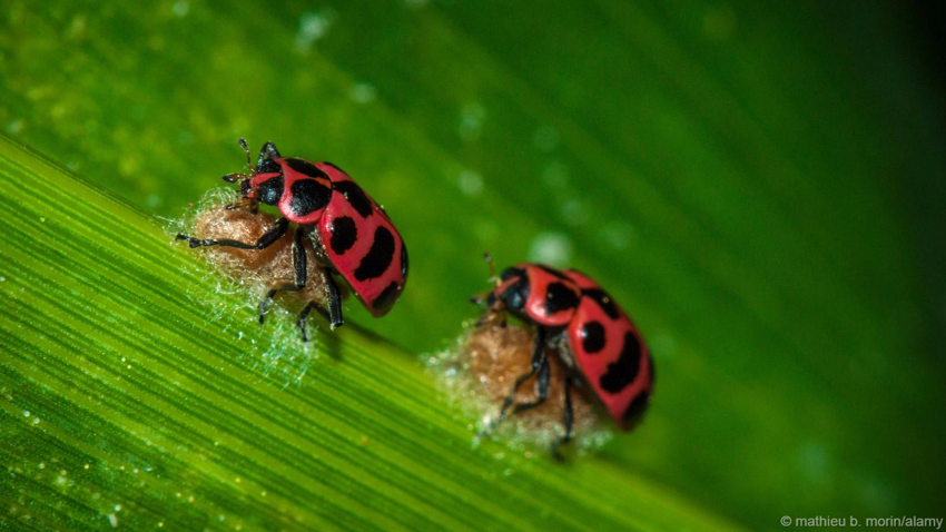 Dinocampus coccinellae