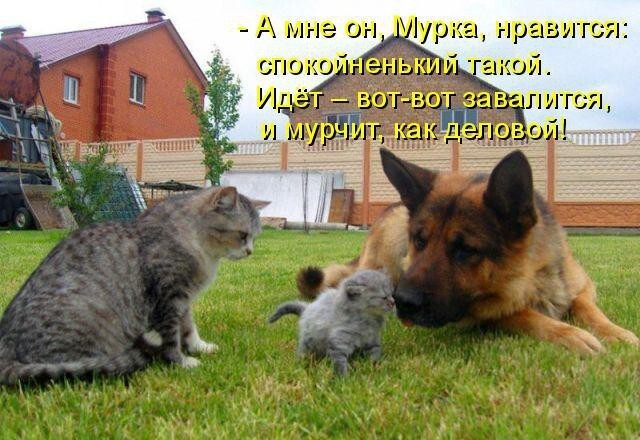 Кошки и собаки. Враги или друзья?