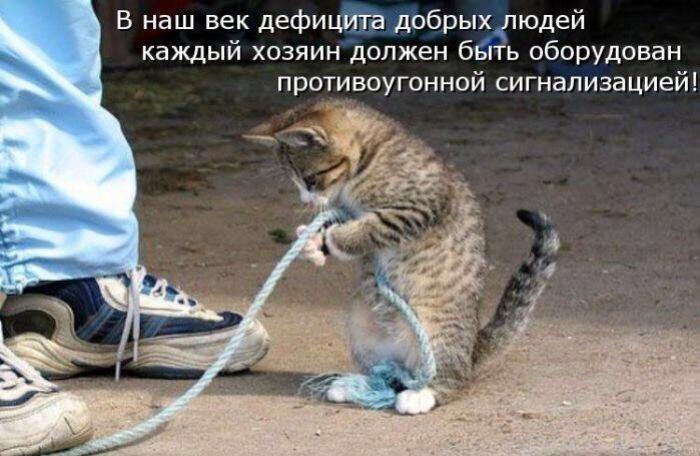 Кошачий фотопост!