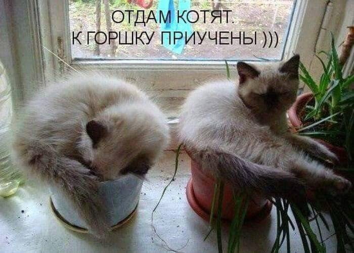 Кошачий фотопост!