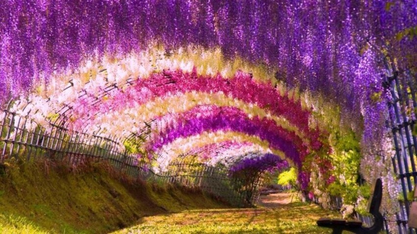 Туннель Глициний в Японии