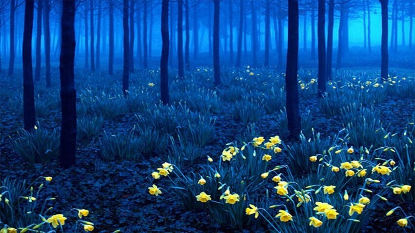 Черный лес в Германии