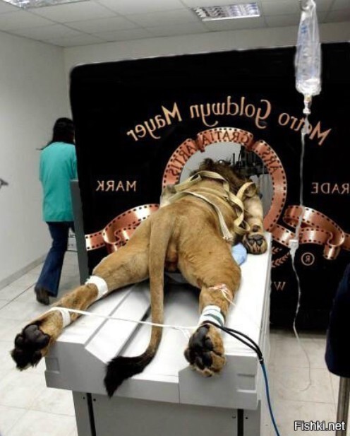 Обратная сторона Metro Goldwyn Mayer