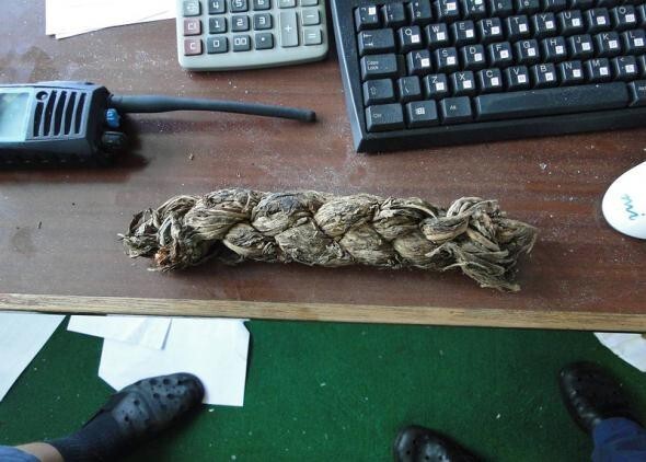 Моряки говорят, что этот кусок веревки пираты использовали, как наркотическое средство. Она из конопли?