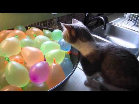 Кот слегка развлекся шариками с водой 