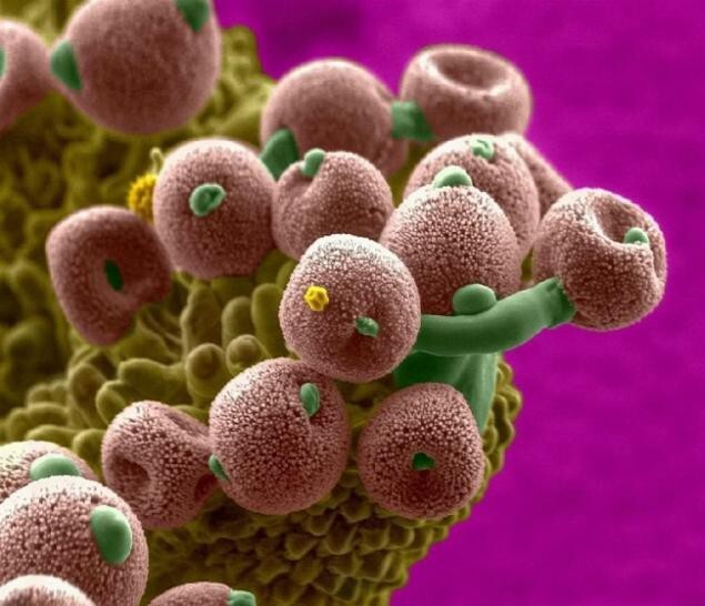 Пыльца растений под электронным микроскопом