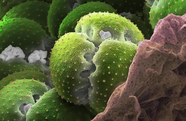 Пыльца растений под электронным микроскопом