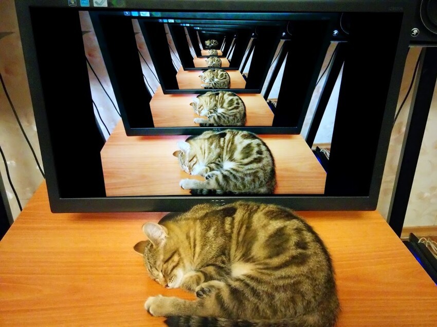 Отражение кота
