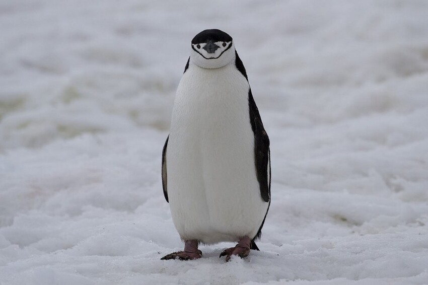 Заблудившийся пингвин