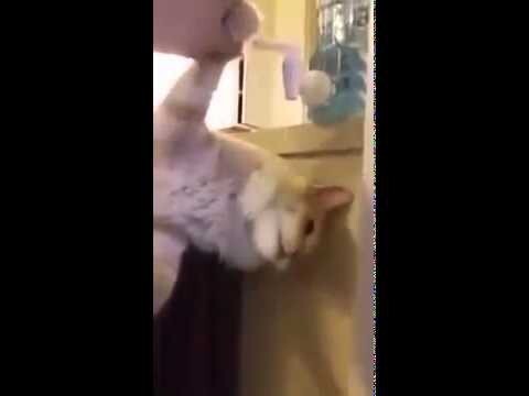 Ленивый кот пьёт воду из кулера 