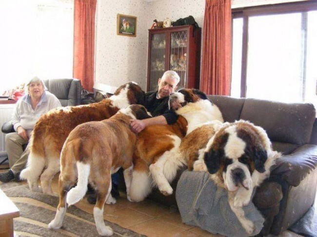 20 больших собак,которые забыли,что они большие