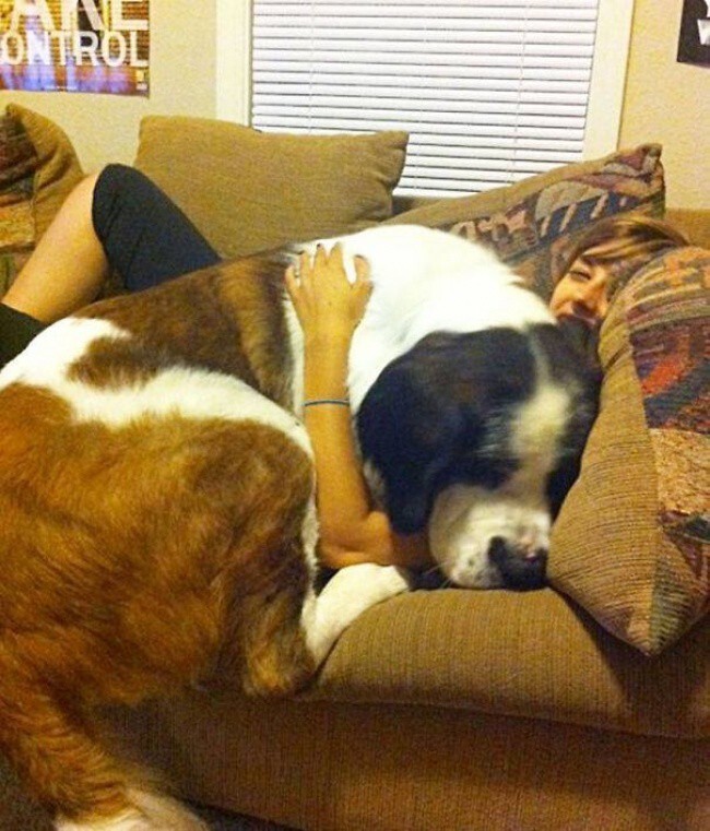 20 больших собак,которые забыли,что они большие