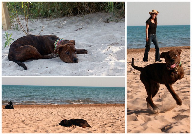Бегать по пляжу - тяжело. Но только не для этого пса!