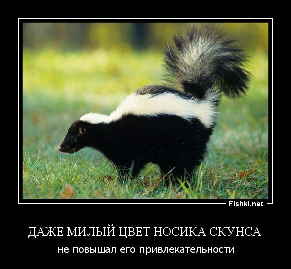 Даже милый цвет носика скунса 