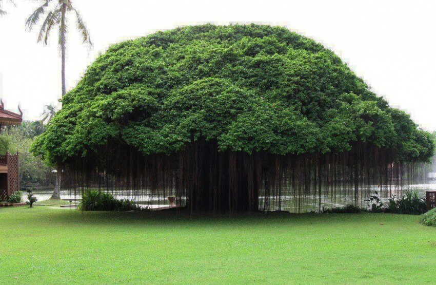 11 деревьев, которые словно с другой планеты