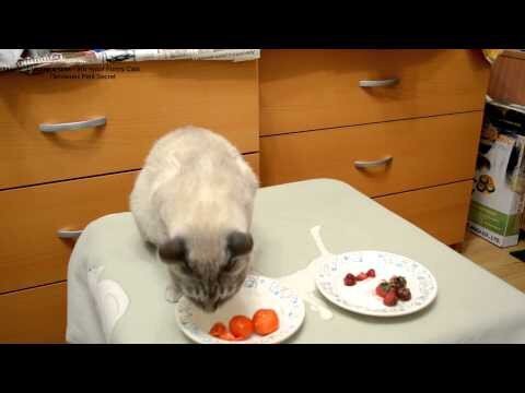Голод - не тётка, пришлось коту помидорами питаться! 