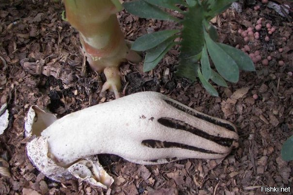 Этот гриб называется "Пальцы дьявола" и выглядит так, как будто из ...