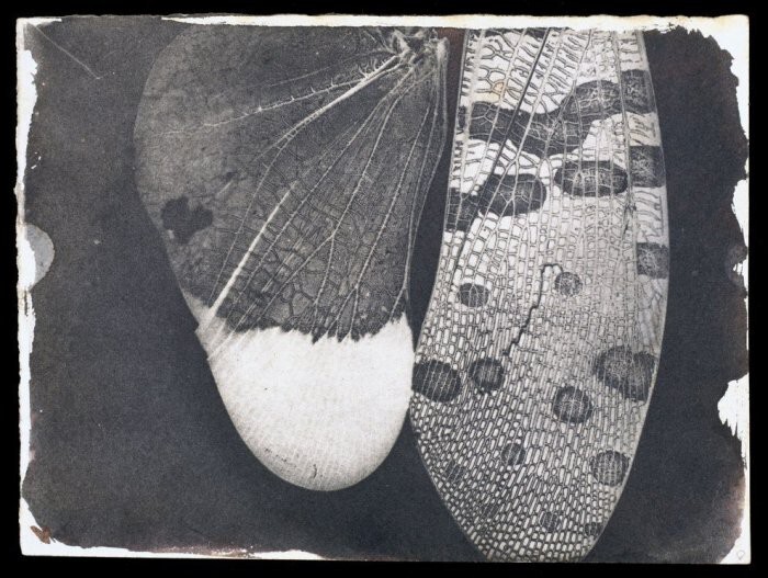 Самый старый снимок из всех коллекции - крылья насекомого, 1840 год.