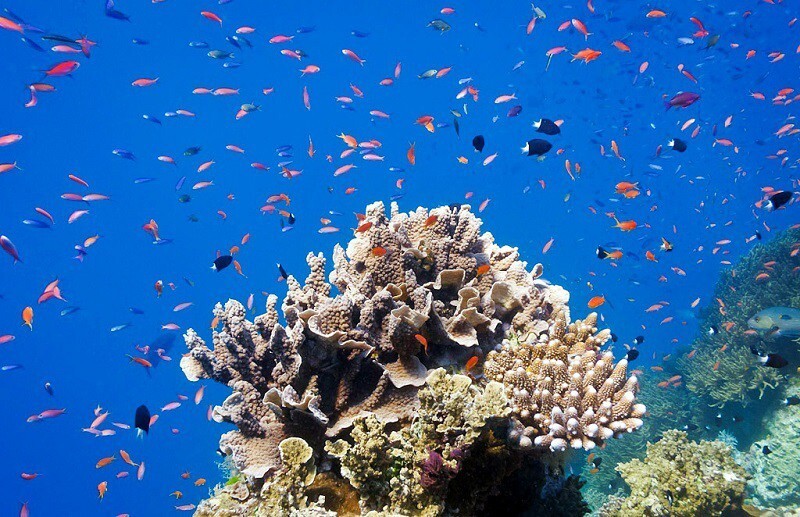 Многообразие красок Большого барьерного рифа 