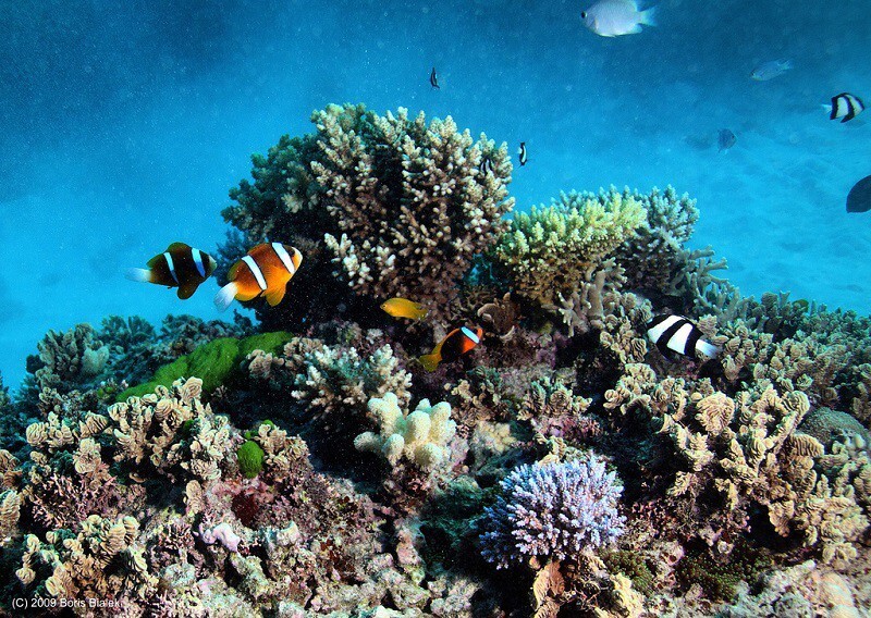 Многообразие красок Большого барьерного рифа 