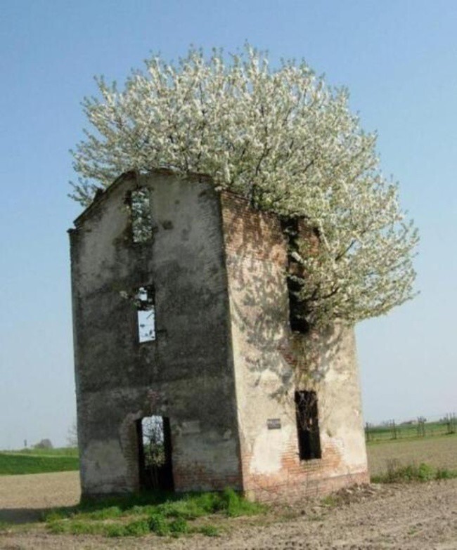 В здании растет дерево