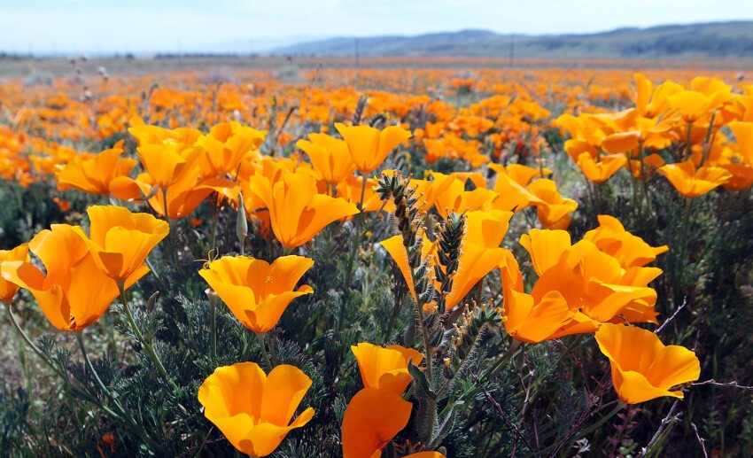 Маковое поле в Калифорнии, 14 марта 2015. 