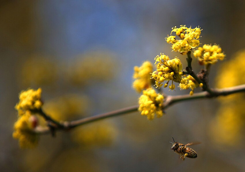 Весной просыпаются не только медведи, но и пчелы