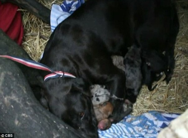 Бездомный пёс спас десять замерзающих щенков и их мать, приведя к ним 