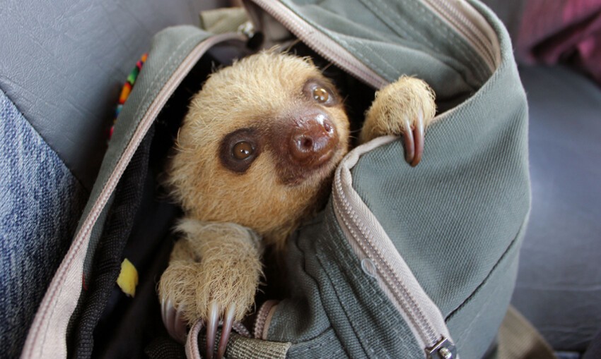 Ленивец в сумке