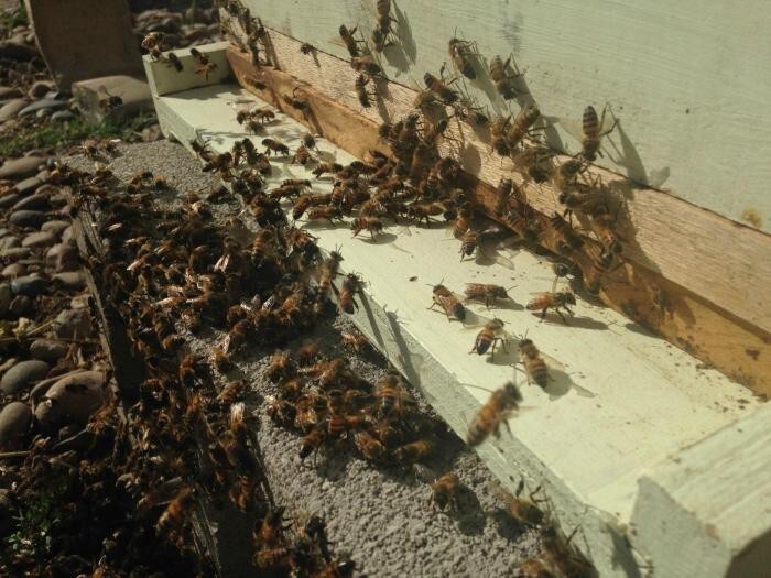 Переселение пчел 