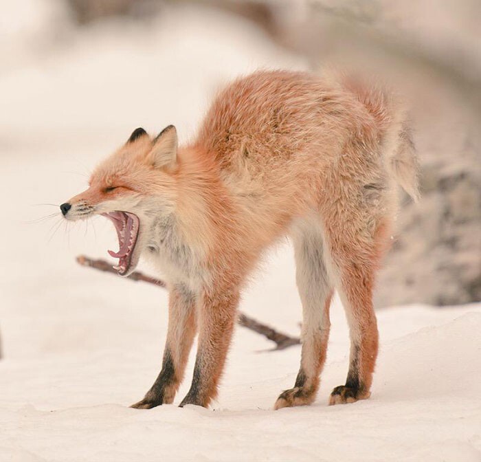 Хоккайдская рыжая лисица