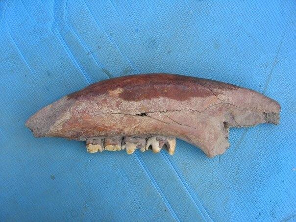  Челюсть предположительно шерстистого носорога, которые обитали в тех краях в эпоху ледникового периода