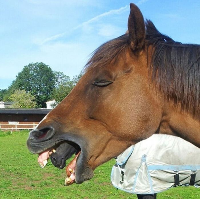 8. Какой у этой лошади странный язык… Он как будто что-то напоминает…