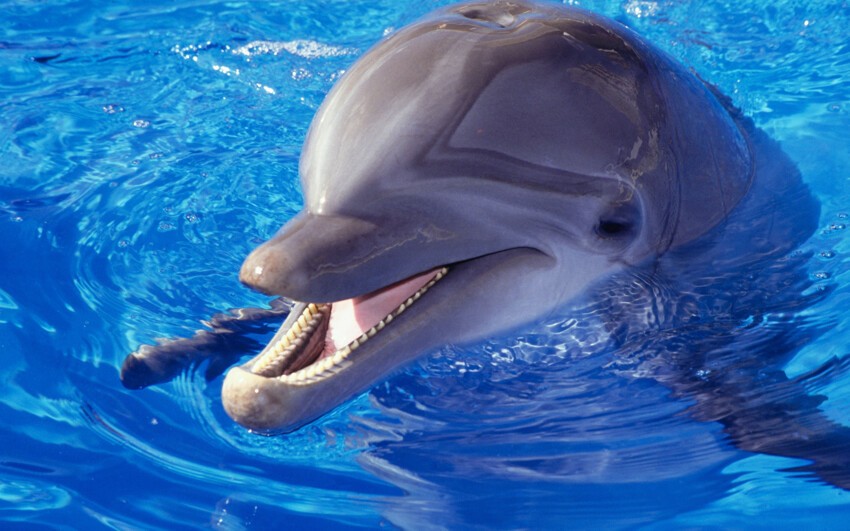 Дельфины для умиротворения и поднятия настроения