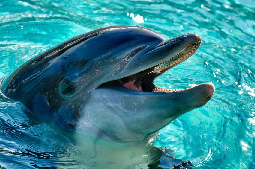 Дельфины для умиротворения и поднятия настроения