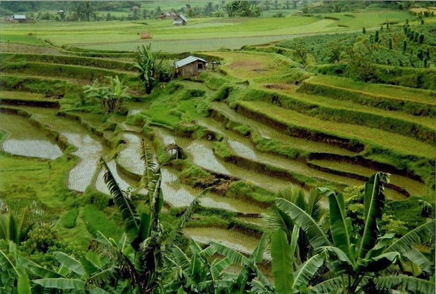 3. Рисовые поля народа минангкабау в Западной Суматре напомнят о древней цивилизации