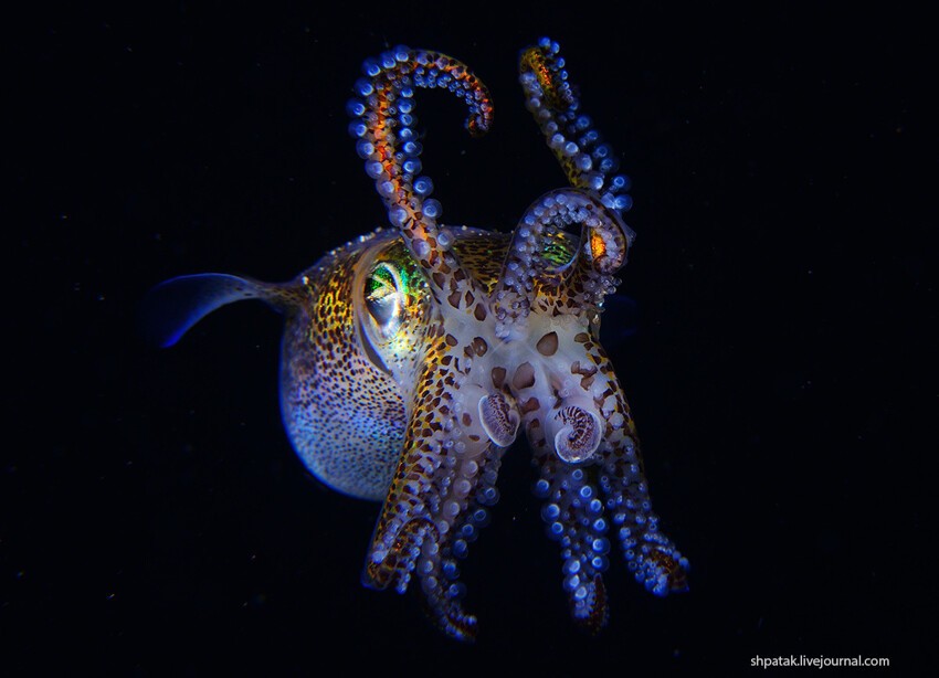 Красота подводного мира глазами дайвера